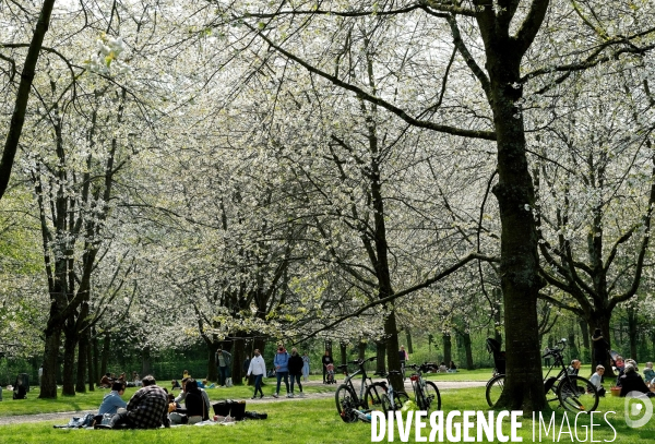 Sous les cerisiers en fleurs du parc de Sceaux