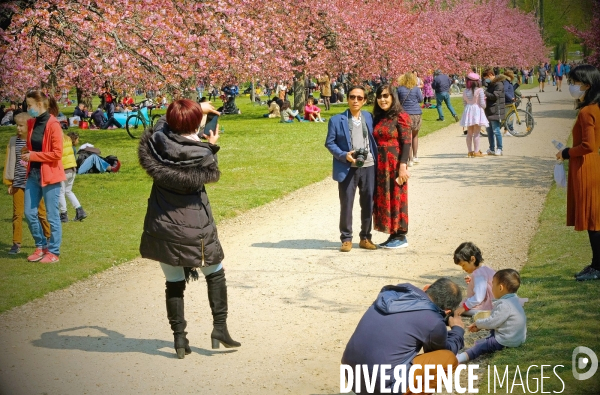 Sous les cerisiers en fleurs du parc de Sceaux