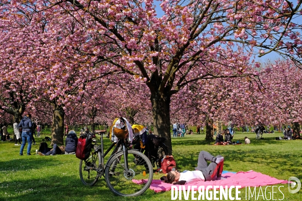 Sous les cerisiers en fleurs du parc de Sceaux