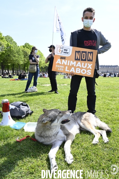 Journée mondiale des animaux dans les laboratoires, organisée par One Voice. Animal protection against animal testing.