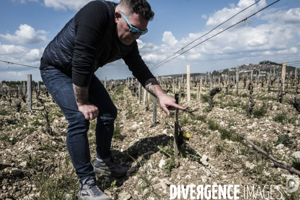 Sancerre, domaine Fouassier dans la vallée de la Loire