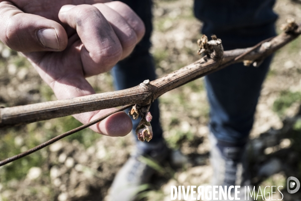 Sancerre, domaine Fouassier dans la vallée de la Loire