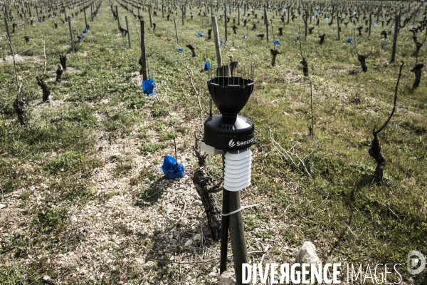 Sancerre, domaine Fouassier dans la vallée de la Loire