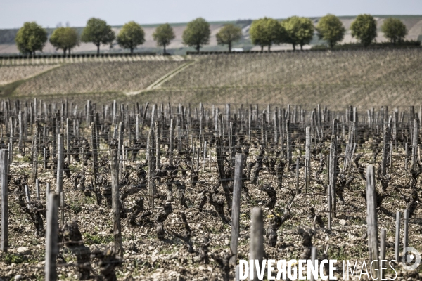 Sancerre, domaine Fouassier dans la vallée de la Loire