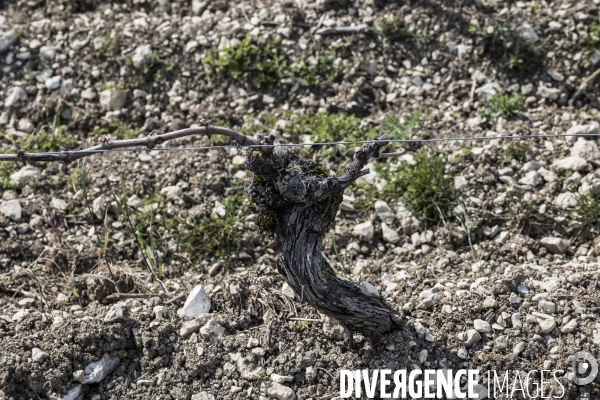 Sancerre, domaine Fouassier dans la vallée de la Loire