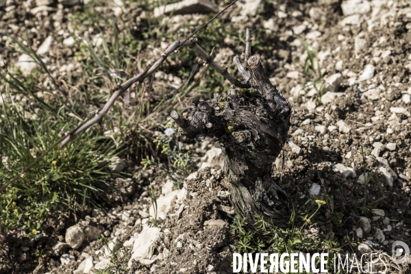 Sancerre, domaine Fouassier dans la vallée de la Loire