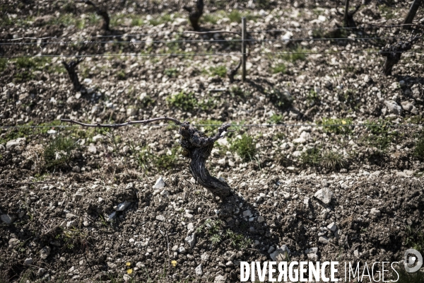 Sancerre, domaine Fouassier dans la vallée de la Loire