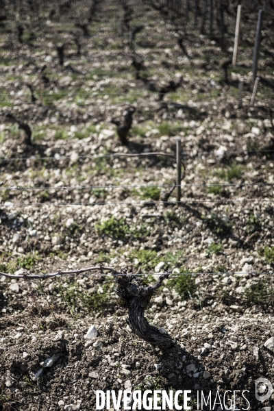 Sancerre, domaine Fouassier dans la vallée de la Loire