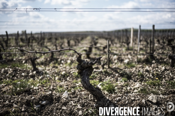 Sancerre, domaine Fouassier dans la vallée de la Loire