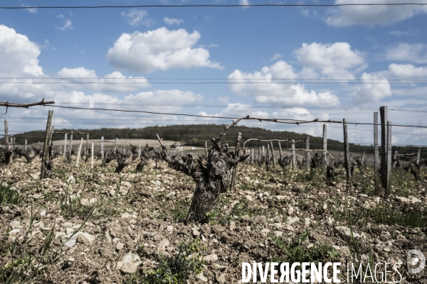 Sancerre, domaine Fouassier dans la vallée de la Loire