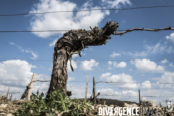 Sancerre, domaine Fouassier dans la vallée de la Loire