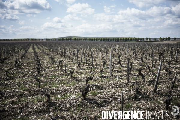 Sancerre, domaine Fouassier dans la vallée de la Loire