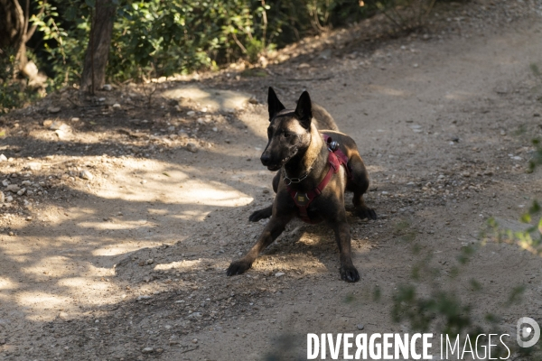 Newt, chien de détection