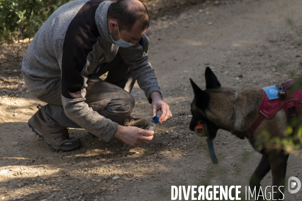 Newt, chien de détection