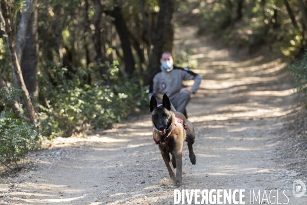 Newt, chien de détection