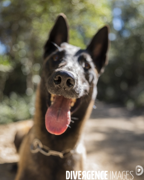 Newt, chien de détection