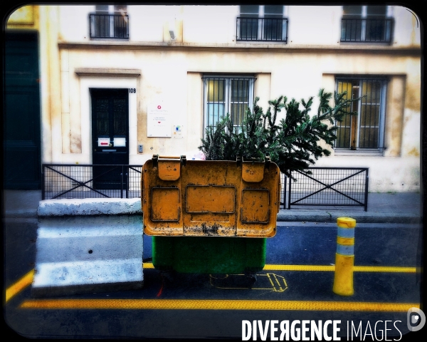 Sapin abandonné dans une Poubelle