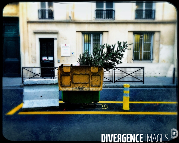 Sapin abandonné dans une Poubelle