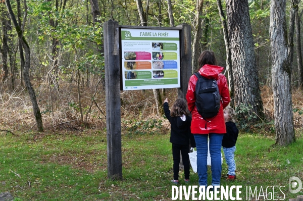 Forêt de Fontainebleau