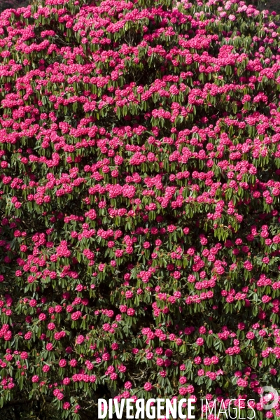 Nepal