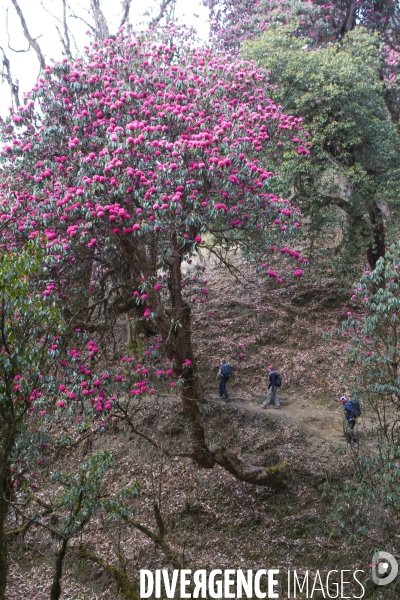 Nepal