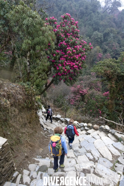 Nepal