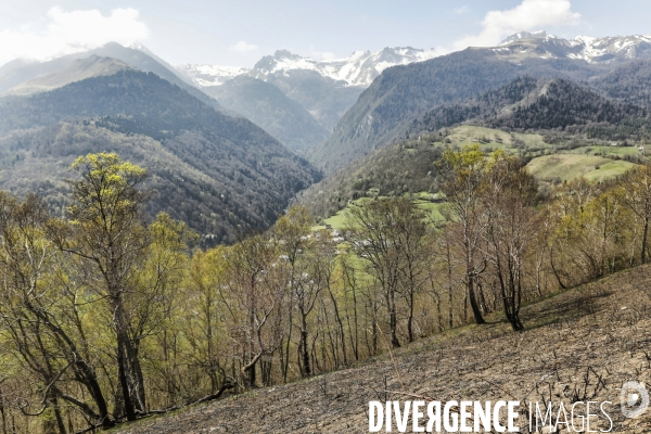 La vallée d OSSAU dans les Pyrénées