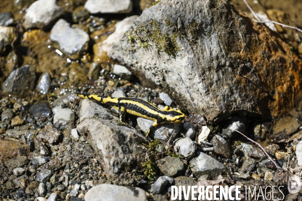 La vallée d OSSAU dans les Pyrénées