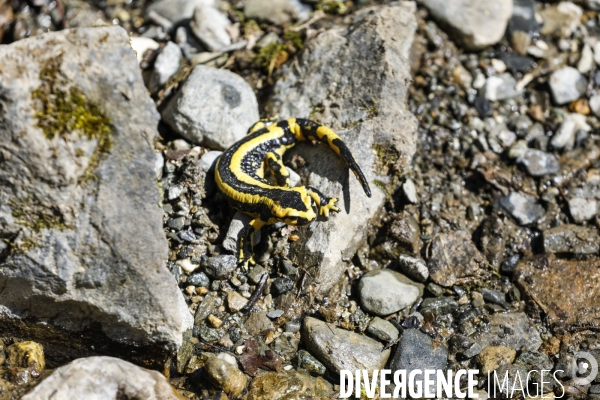 La vallée d OSSAU dans les Pyrénées