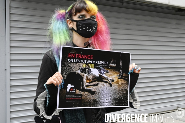 Protection animale, happening pour dénoncer les conditions de vie et de mort des animaux d élevage, organisée par 269 Life France. Animal protection against animal testing.
