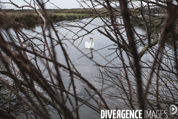 Réserve ornithologique du Teich sur le Bassin d Arcachon