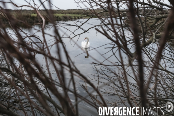 Réserve ornithologique du Teich sur le Bassin d Arcachon