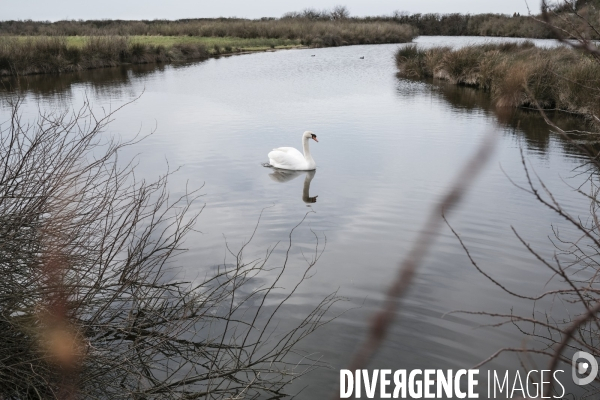 Réserve ornithologique du Teich sur le Bassin d Arcachon