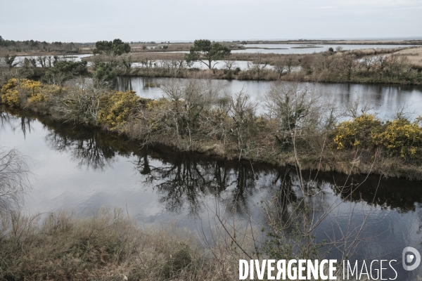 Réserve ornithologique du Teich sur le Bassin d Arcachon