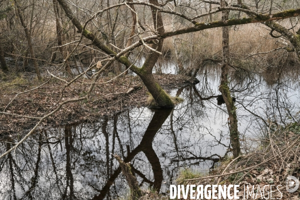 Réserve ornithologique du Teich sur le Bassin d Arcachon