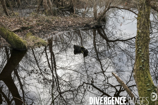 Réserve ornithologique du Teich sur le Bassin d Arcachon