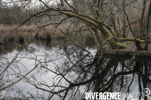 Réserve ornithologique du Teich sur le Bassin d Arcachon