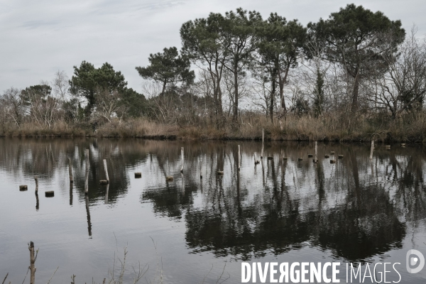 Réserve ornithologique du Teich sur le Bassin d Arcachon