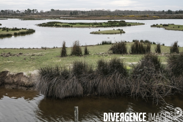 Réserve ornithologique du Teich sur le Bassin d Arcachon