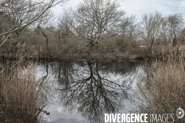 Réserve ornithologique du Teich sur le Bassin d Arcachon