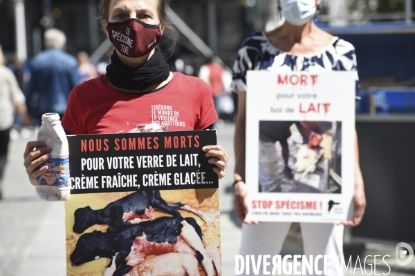 Protection animale, LE LAIT. Happening pour dénoncer la souffrance qui se cache derrière tous les laitages. Organisée par 269 Life France. Animal protection. THE MILK