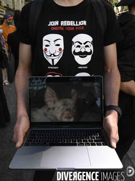 Protection animale, ANONYMOUS FOR THE VOICELESS. THE CUBE OF TRUTH dénonce la souffrance animale, les conditions de vie et de mort infligées par l humain. Animal protection.