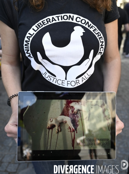 Protection animale, ANONYMOUS FOR THE VOICELESS. THE CUBE OF TRUTH dénonce la souffrance animale, les conditions de vie et de mort infligées par l humain. Animal protection.