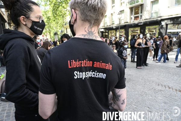 Protection animale, ANONYMOUS FOR THE VOICELESS. THE CUBE OF TRUTH dénonce la souffrance animale, les conditions de vie et de mort infligées par l humain. Animal protection.