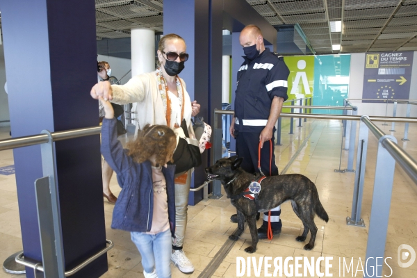 Chien renifleur Covid 19