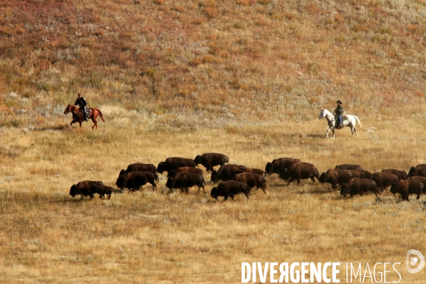 South Dakota Buffalo Round Up