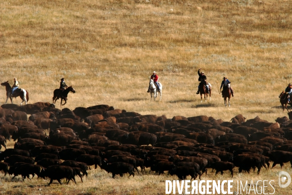 South Dakota Buffalo Round Up