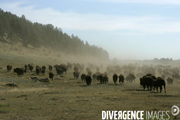 South Dakota Buffalo Round Up