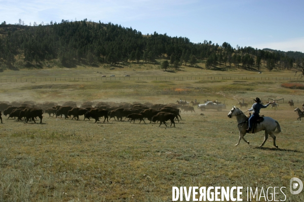 South Dakota Buffalo Round Up