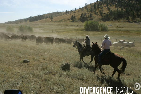 South Dakota Buffalo Round Up